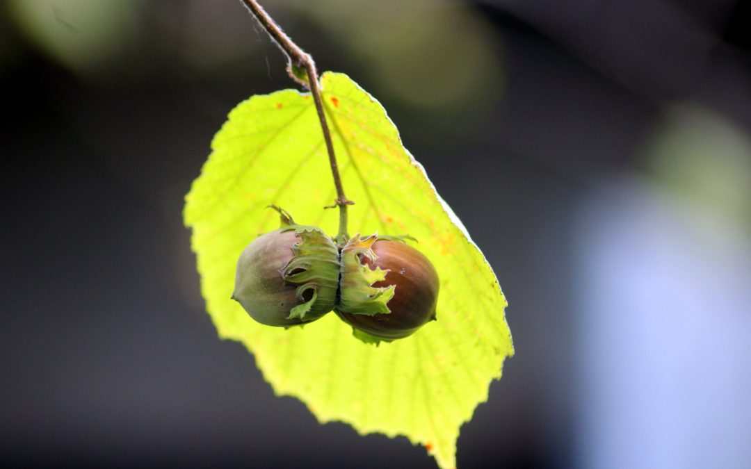 Hazelnuts, one of the delicious products of Italy